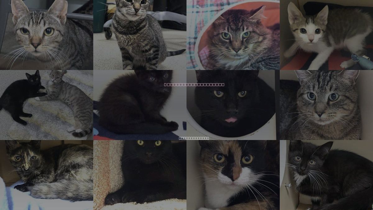 Cats for Adoption in Brockton, Massachusetts