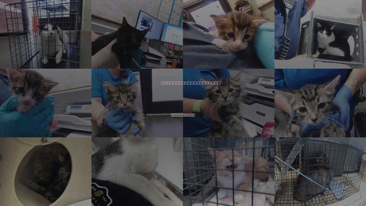 Cats for Adoption in Broken Arrow, Oklahoma