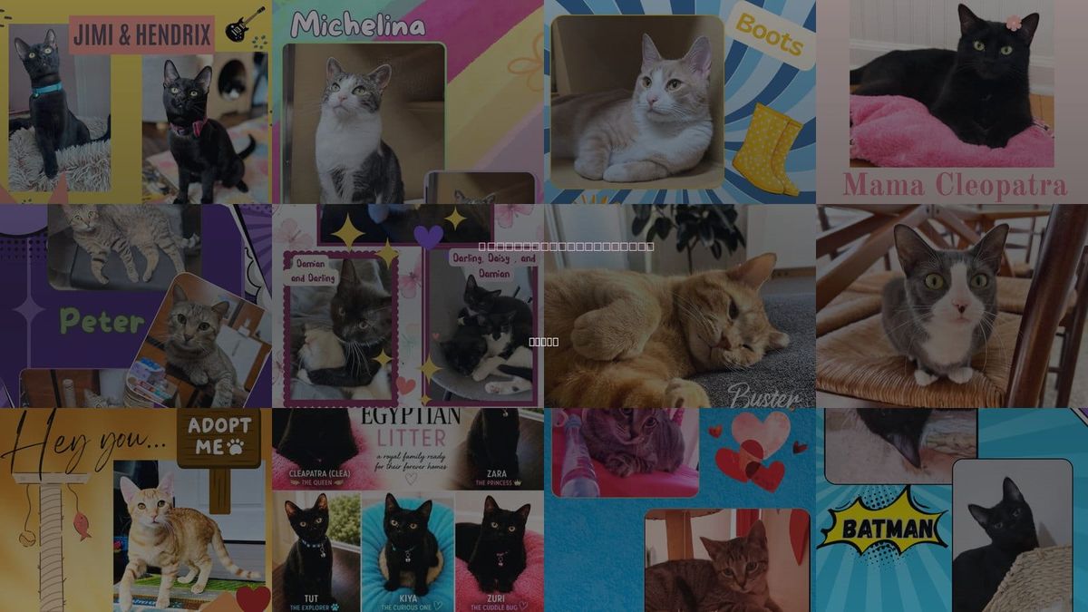 Cats for Adoption in Bronx, New York
