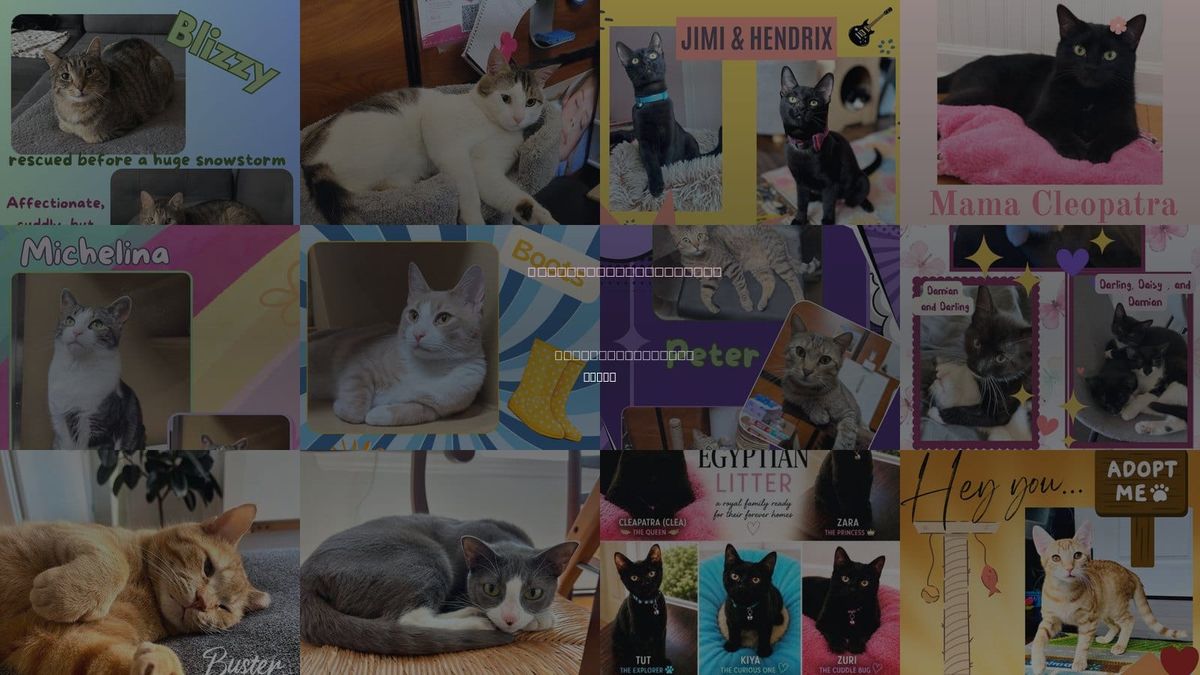 Cats for Adoption in Bronx, New York