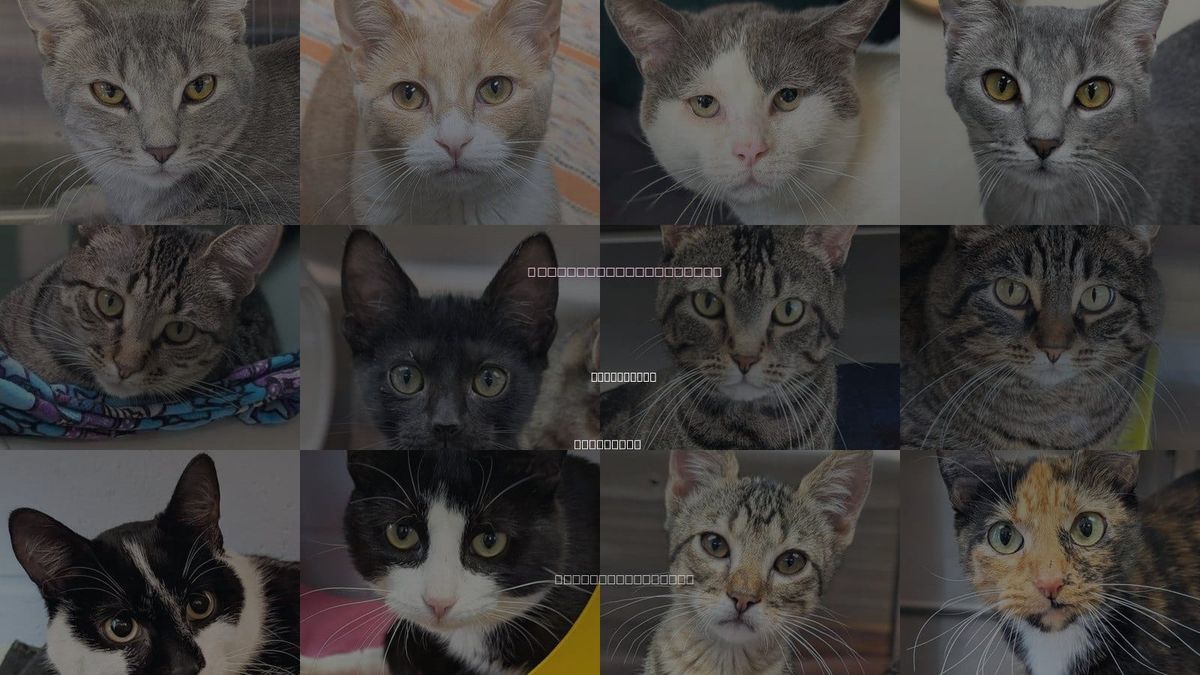 Cats for Adoption in Brookfield, Wisconsin