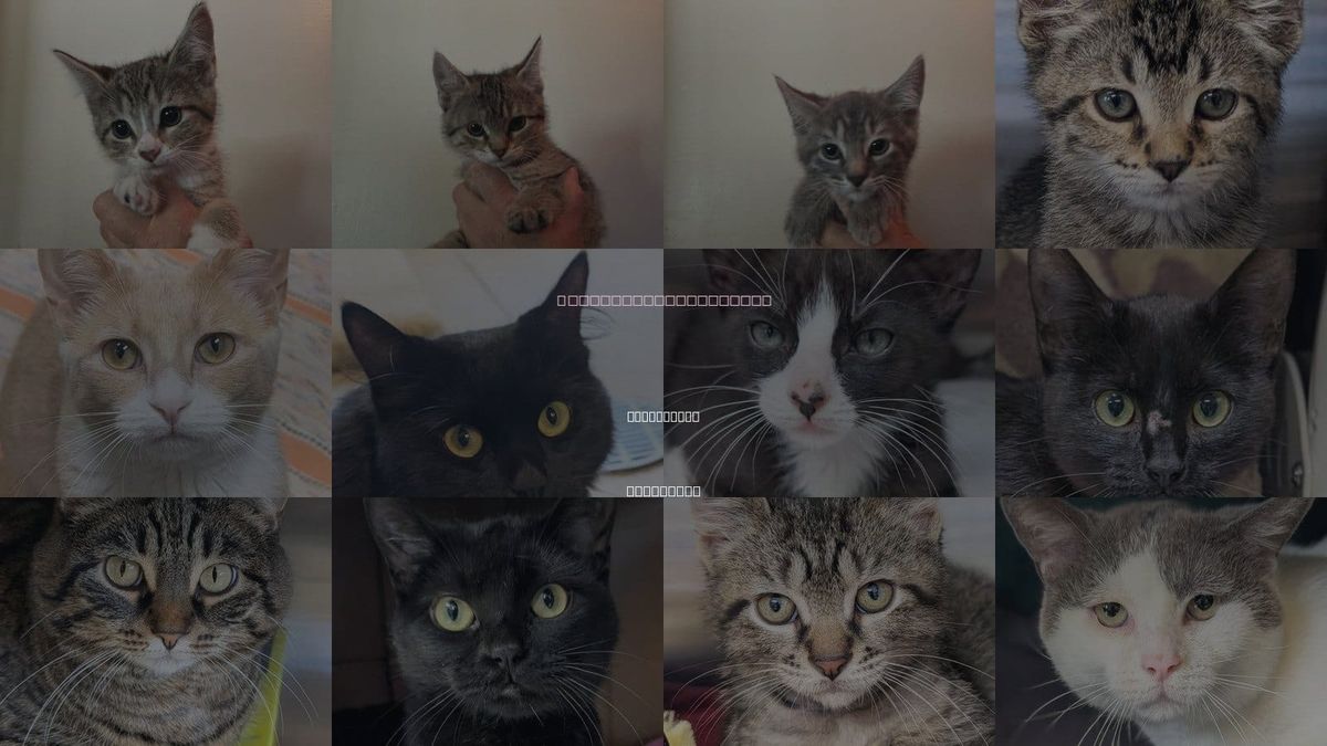 Cats for Adoption in Brookfield, Wisconsin