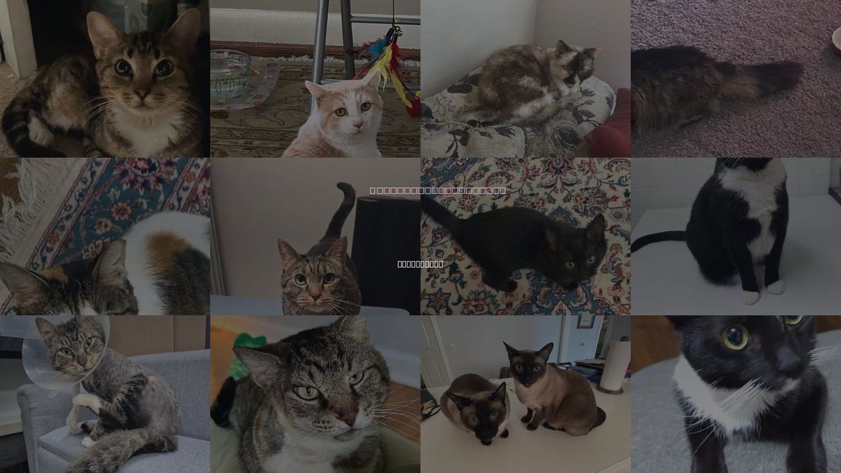 Cats for Adoption in Brookhaven, Georgia