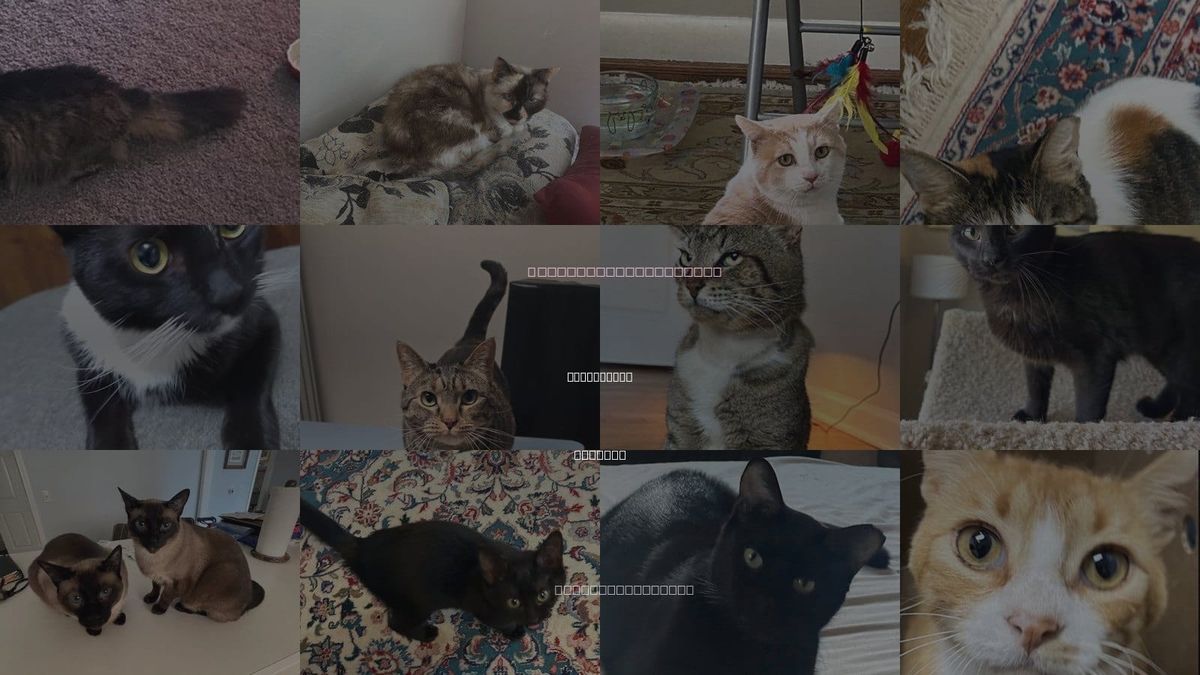 Cats for Adoption in Brookhaven, Georgia