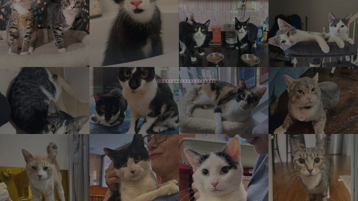 Cats for Adoption in Brooklyn, New York