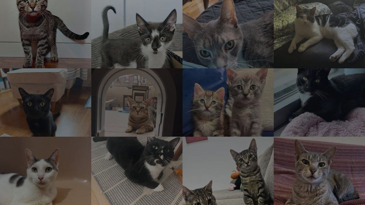 Cats for Adoption in Brooklyn, New York