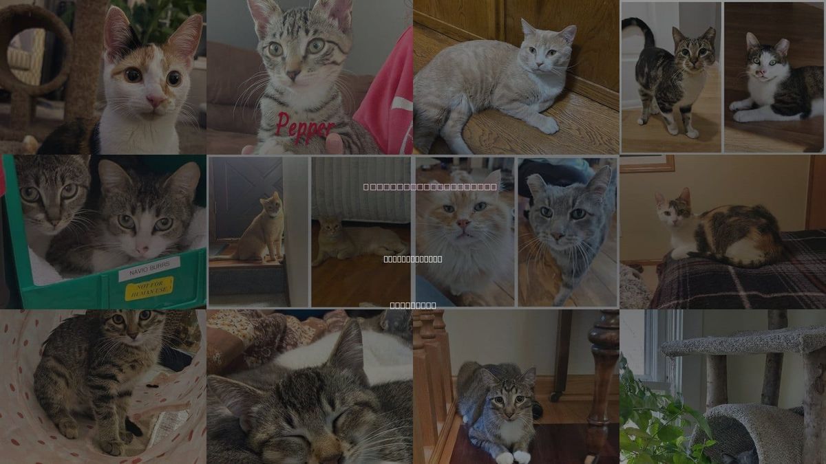 Cats for Adoption in Brooklyn Park, Minnesota