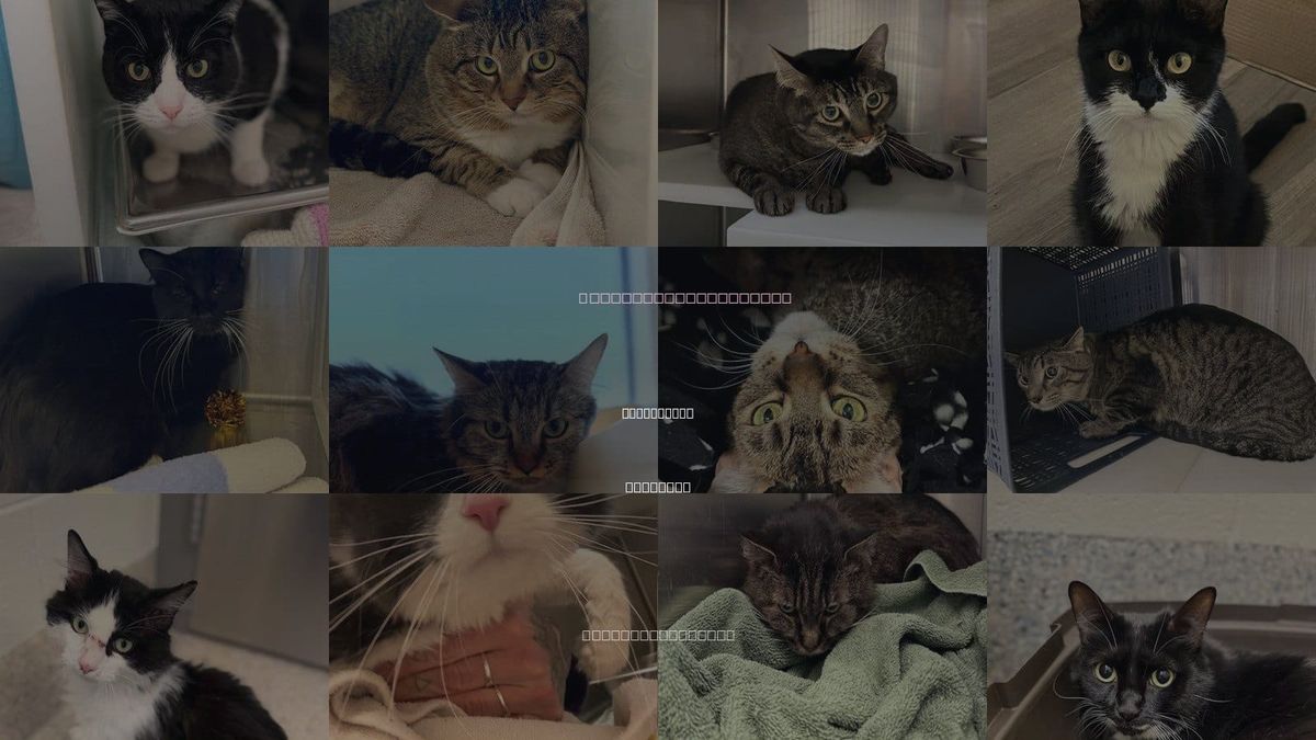 Cats for Adoption in Broomfield, Colorado