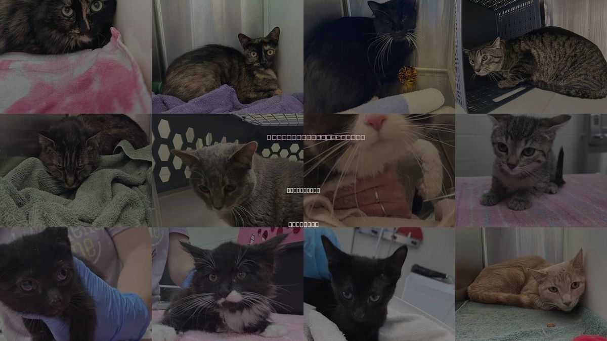 Cats for Adoption in Broomfield, Colorado