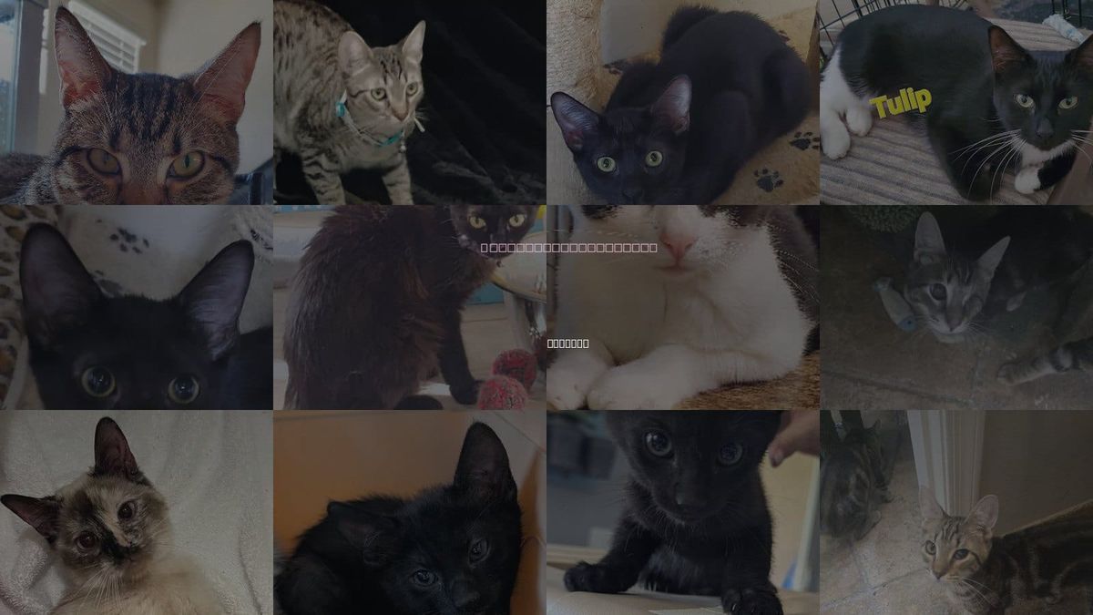 Cats for Adoption in Buckeye, Arizona