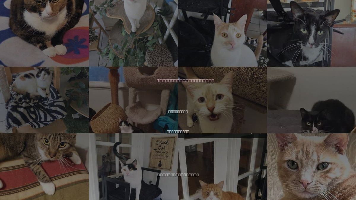 Cats for Adoption in Buena Park, California