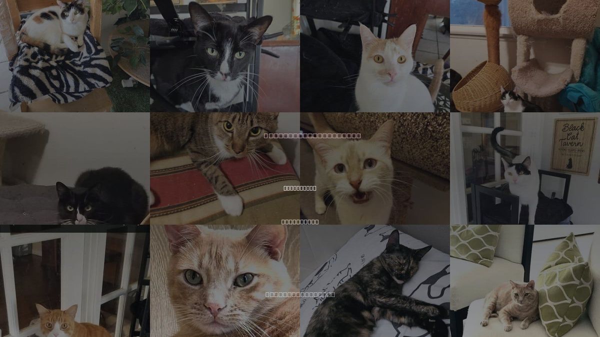 Cats for Adoption in Buena Park, California