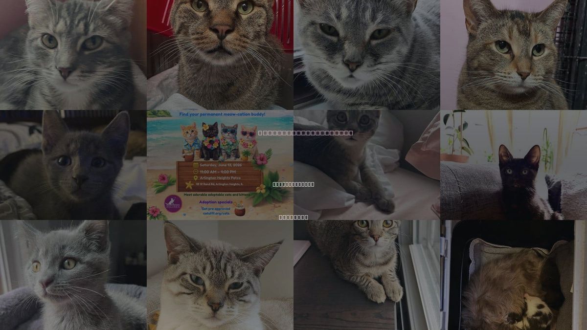 Cats for Adoption in Buffalo Grove, Illinois
