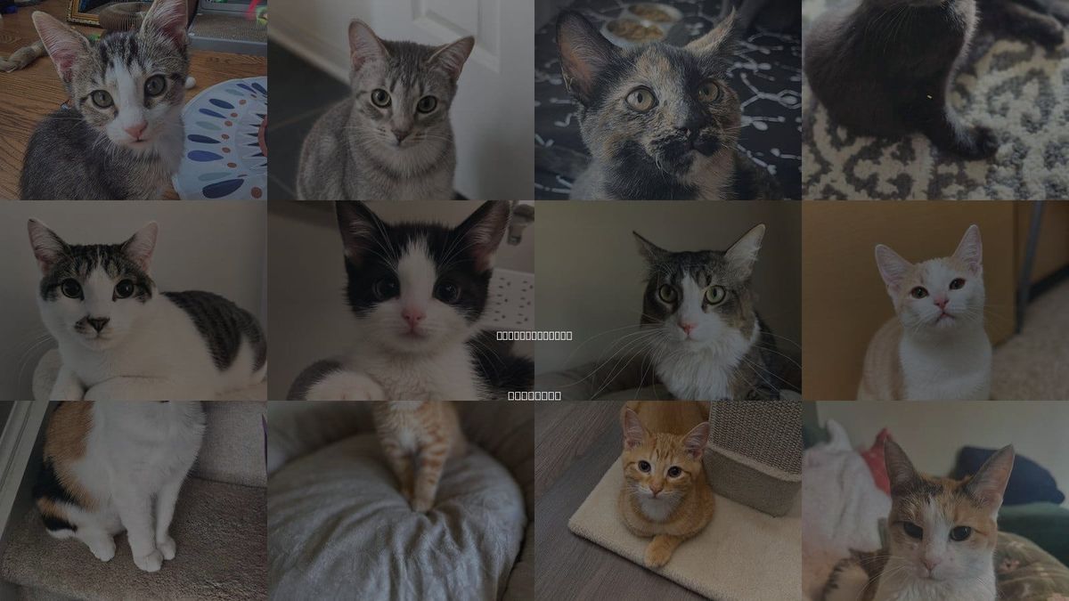 Cats for Adoption in Buffalo Grove, Illinois