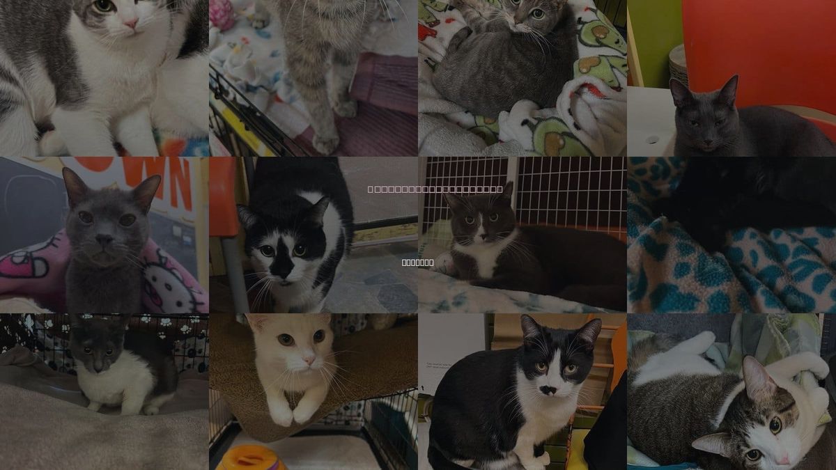 Cats for Adoption in Buffalo, New York