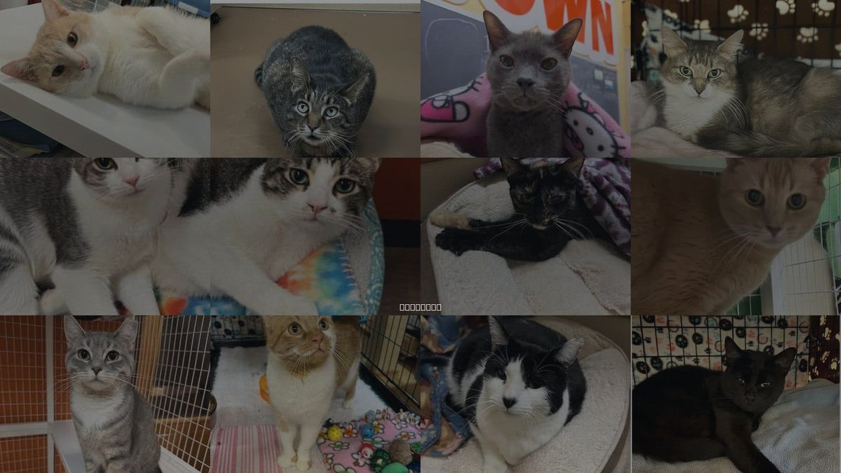 Cats for Adoption in Buffalo, New York