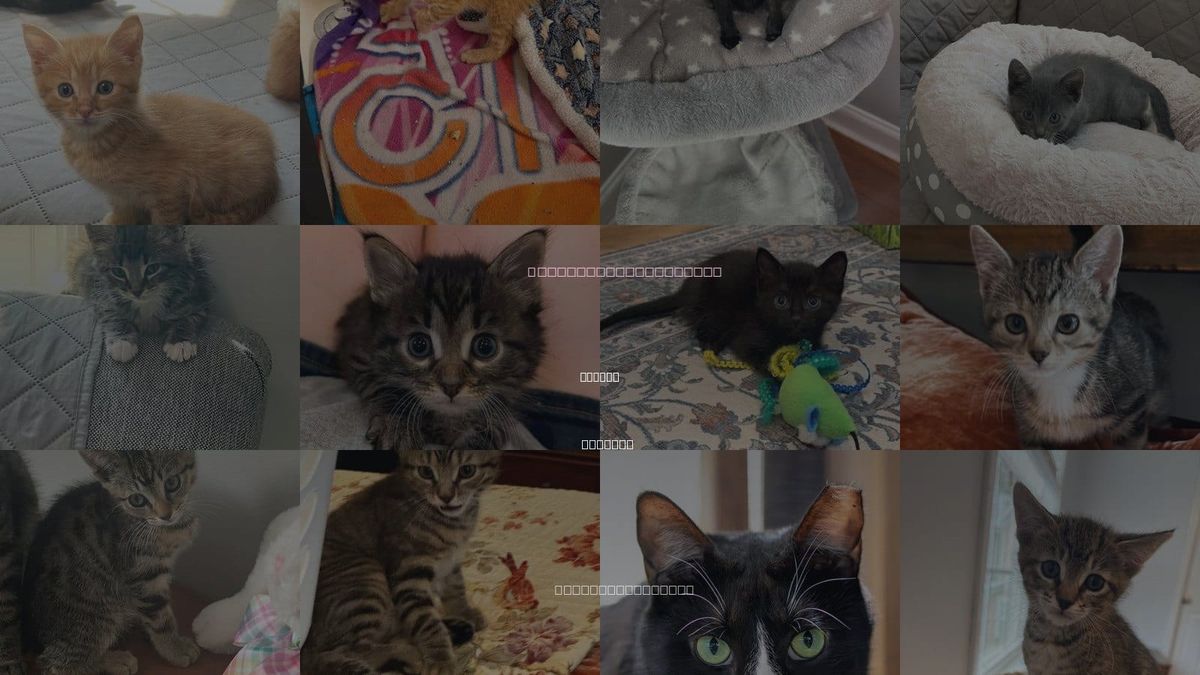 Cats for Adoption in Buford, Georgia