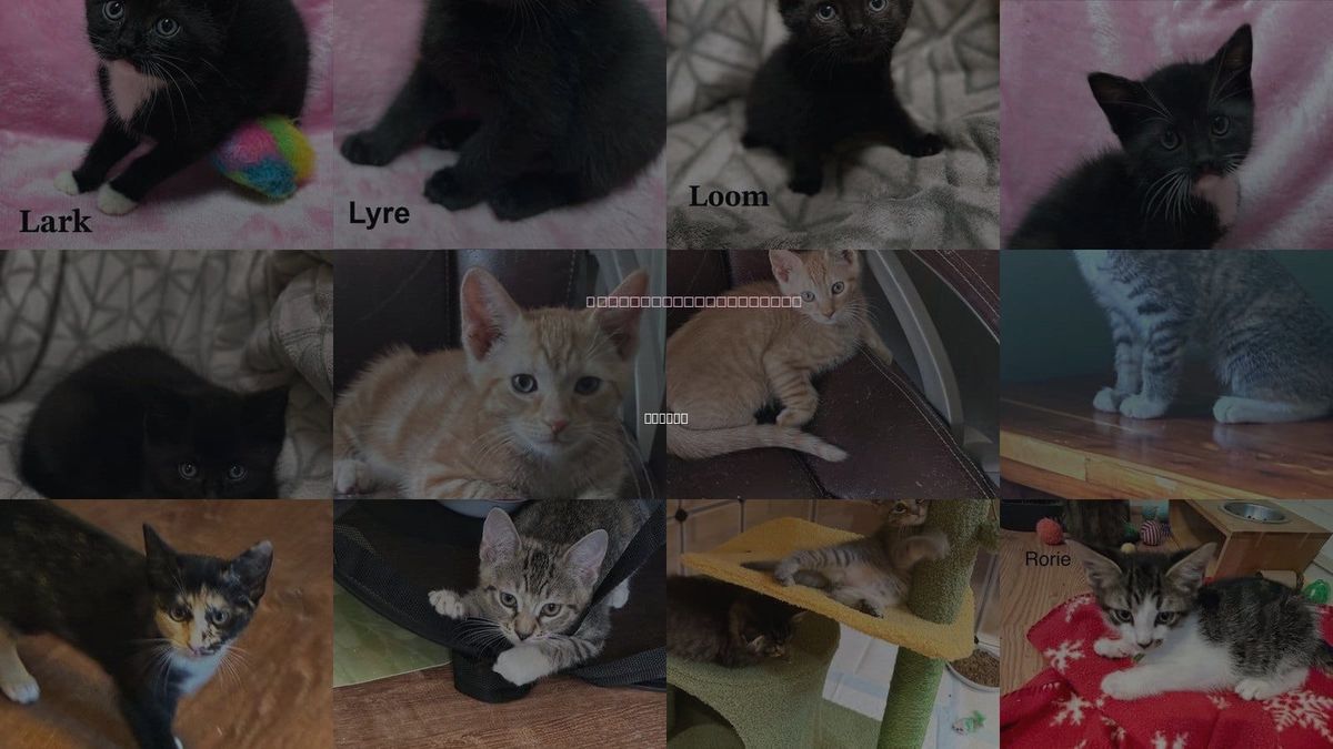 Cats for Adoption in Buford, Georgia