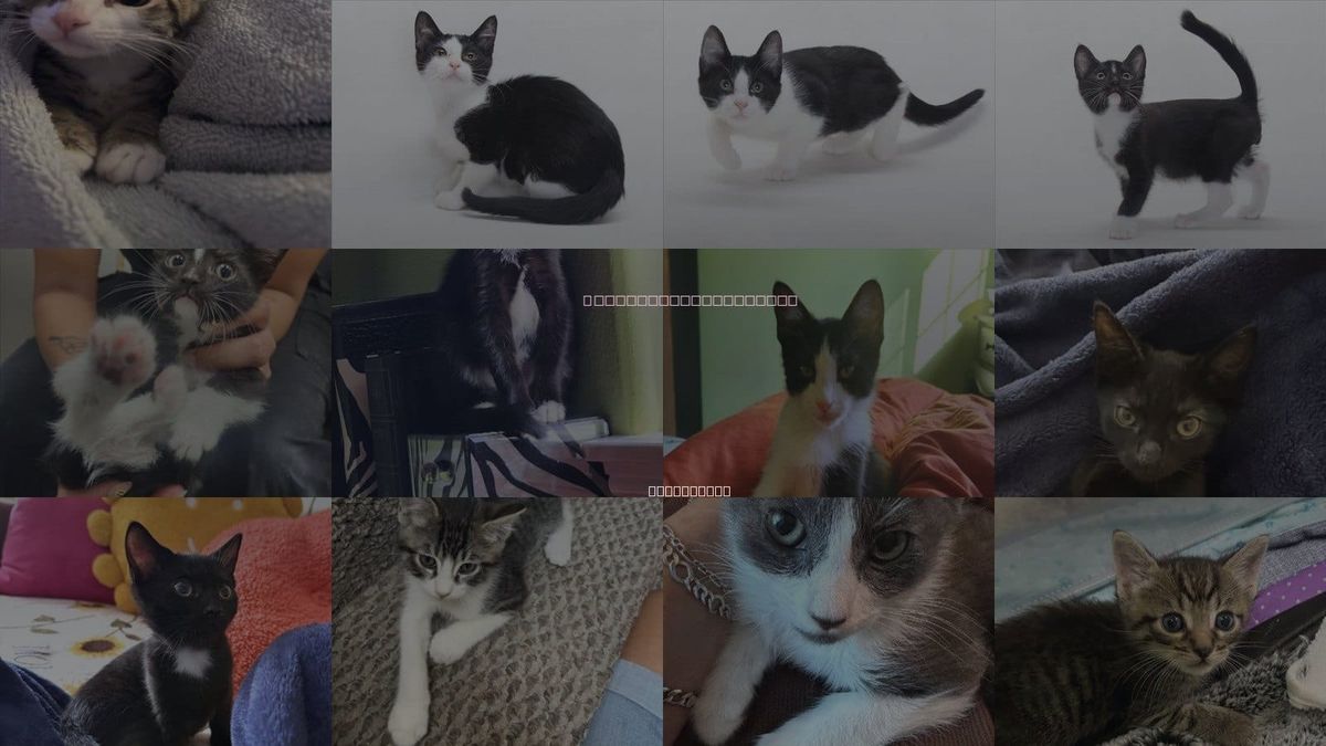 Cats for Adoption in Burbank, California