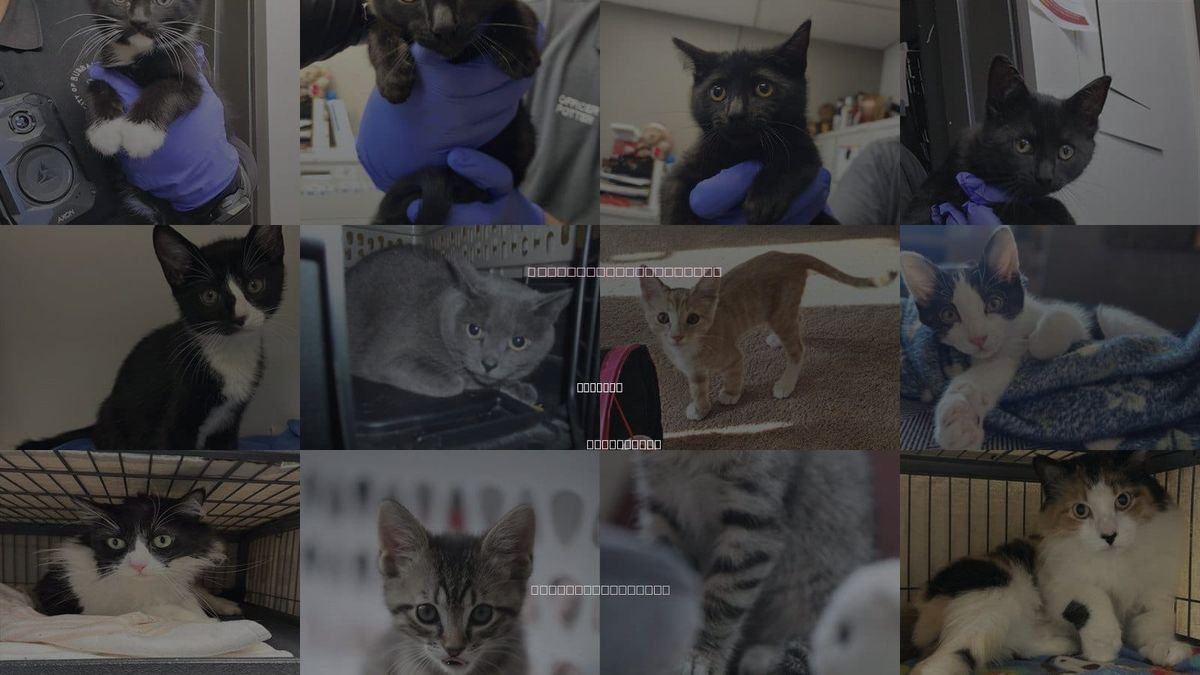 Cats for Adoption in Burbank, California