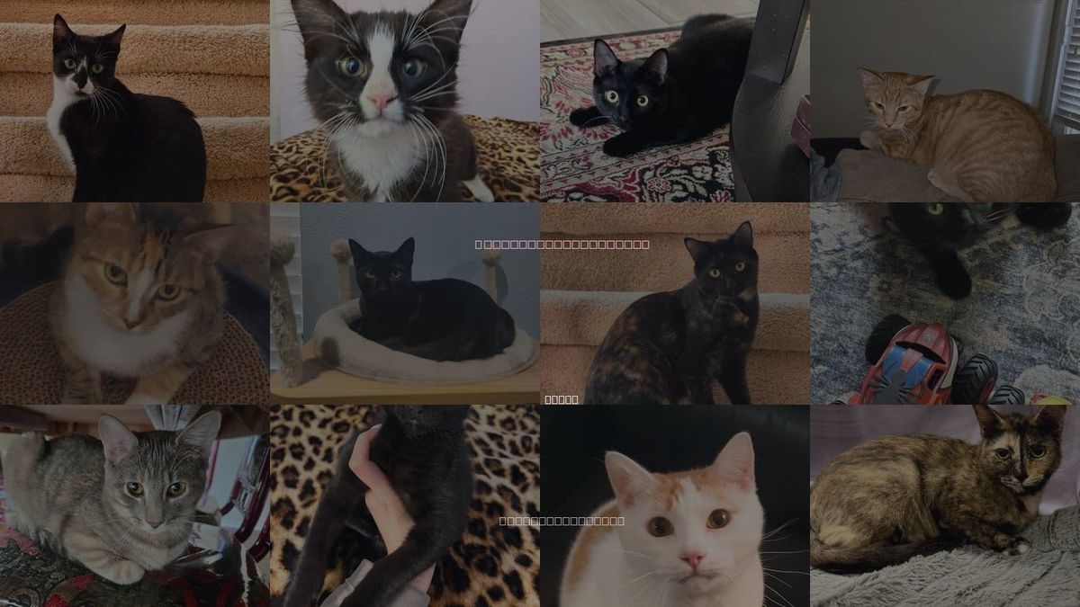 Cats for Adoption in Burleson, Texas