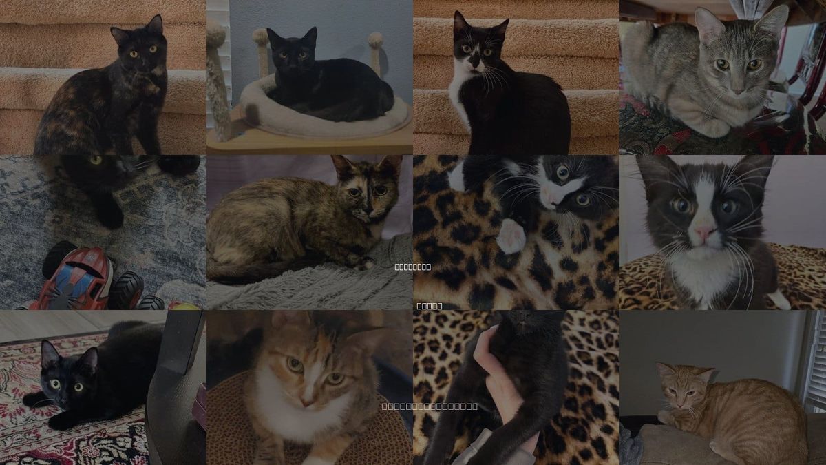 Cats for Adoption in Burleson, Texas
