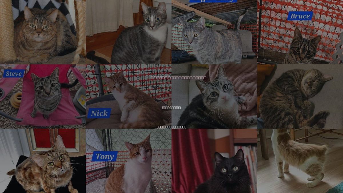 Cats for Adoption in Burlington, North Carolina