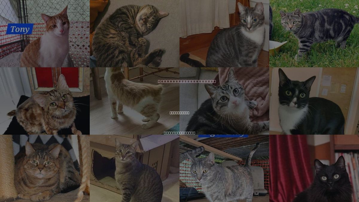 Cats for Adoption in Burlington, North Carolina