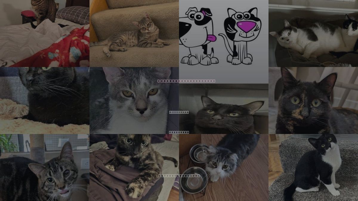 Cats for Adoption in Burnsville, Minnesota