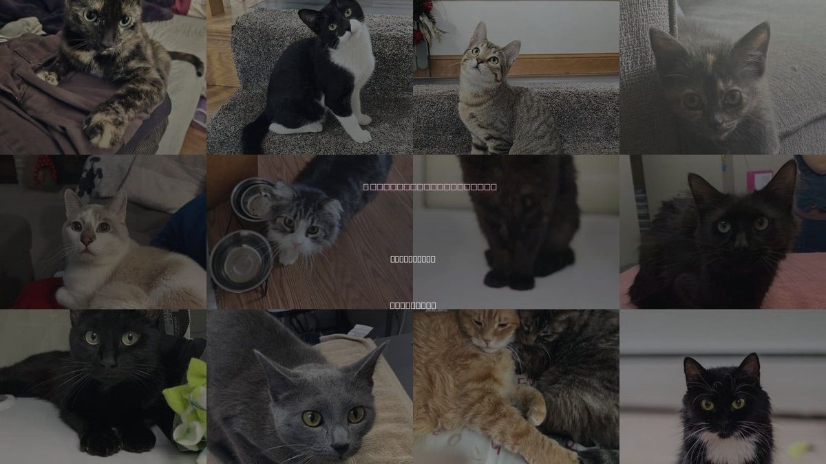 Cats for Adoption in Burnsville, Minnesota