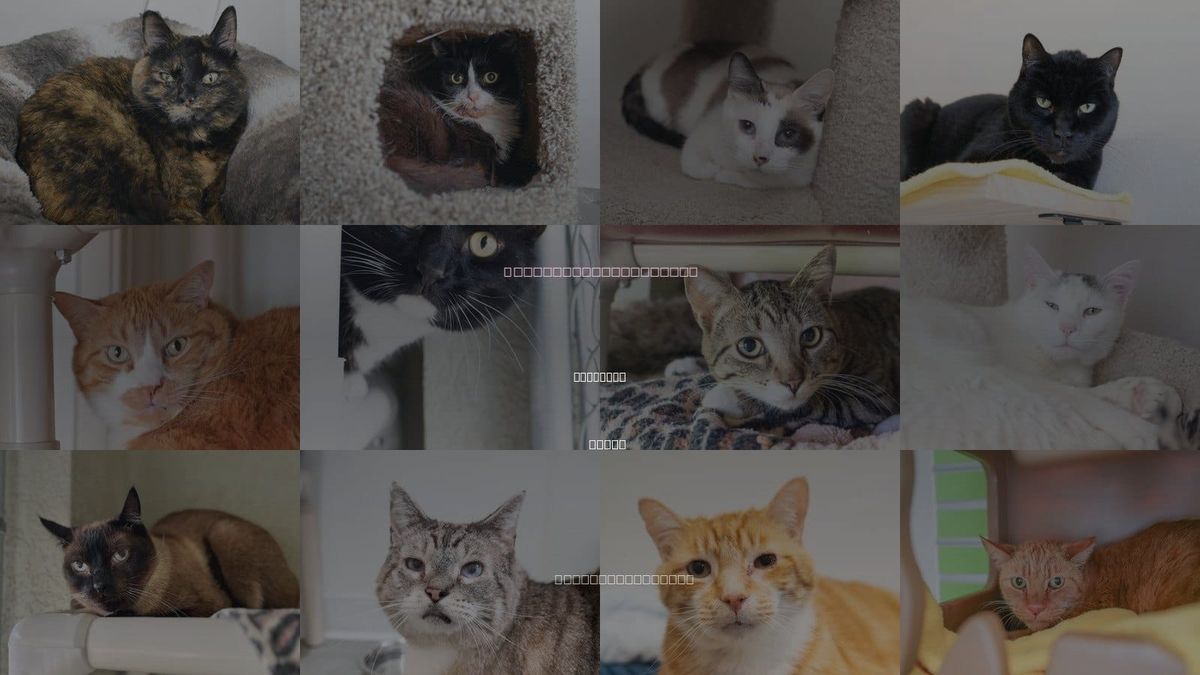 Cats for Adoption in Caldwell, Idaho