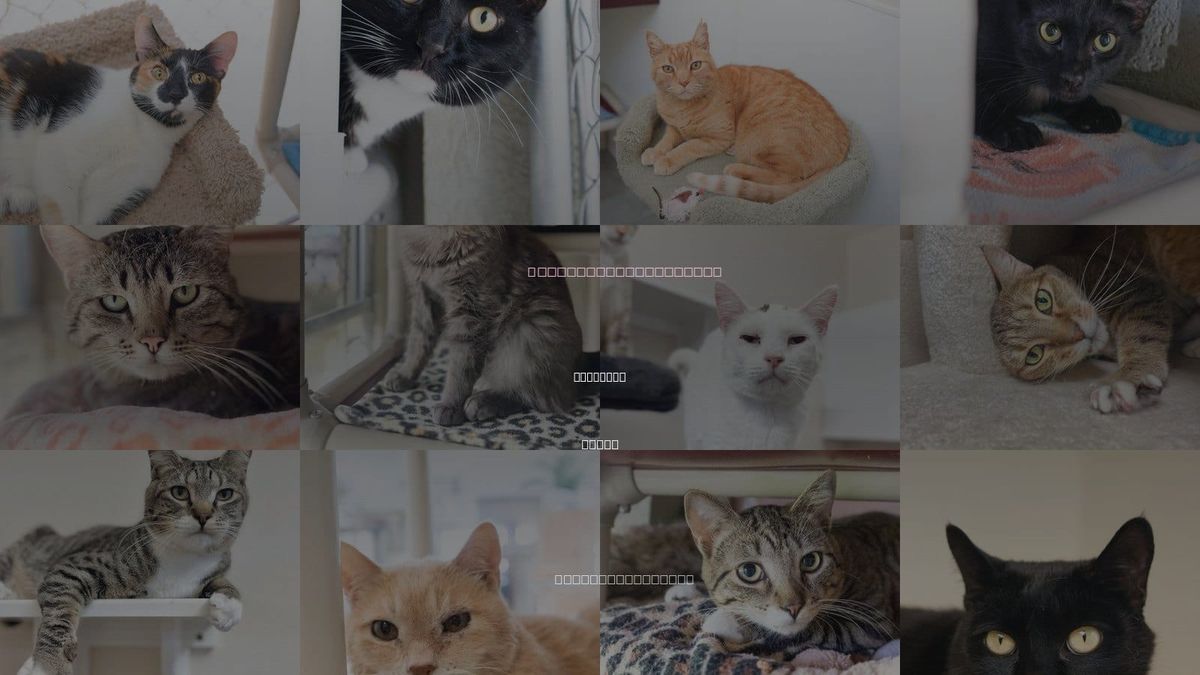 Cats for Adoption in Caldwell, Idaho
