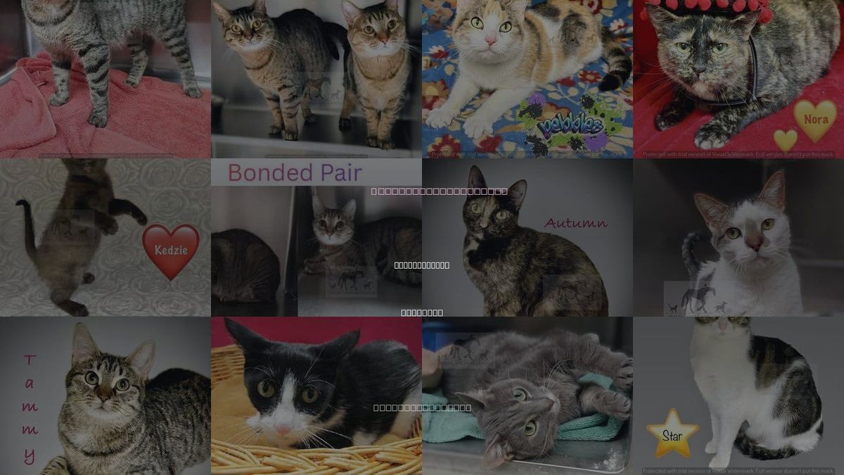 Cats for Adoption in Calumet City, Illinois