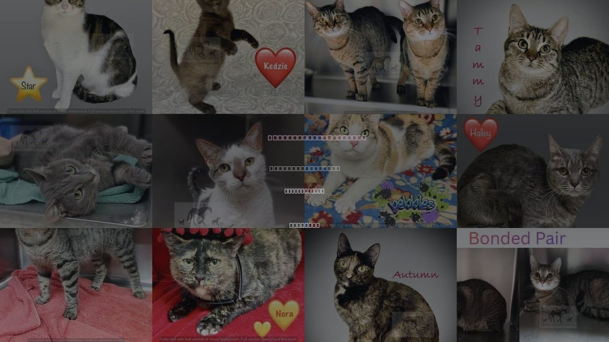 Cats for Adoption in Calumet City, Illinois