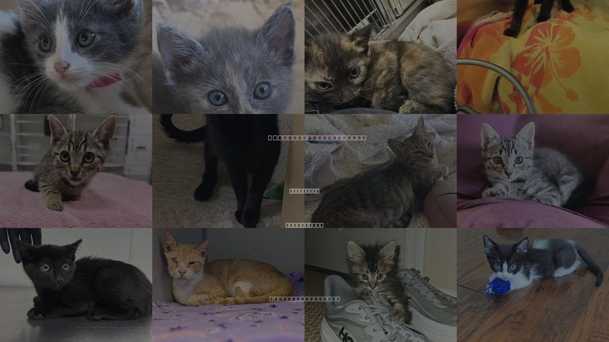 Cats for Adoption in Camarillo, California