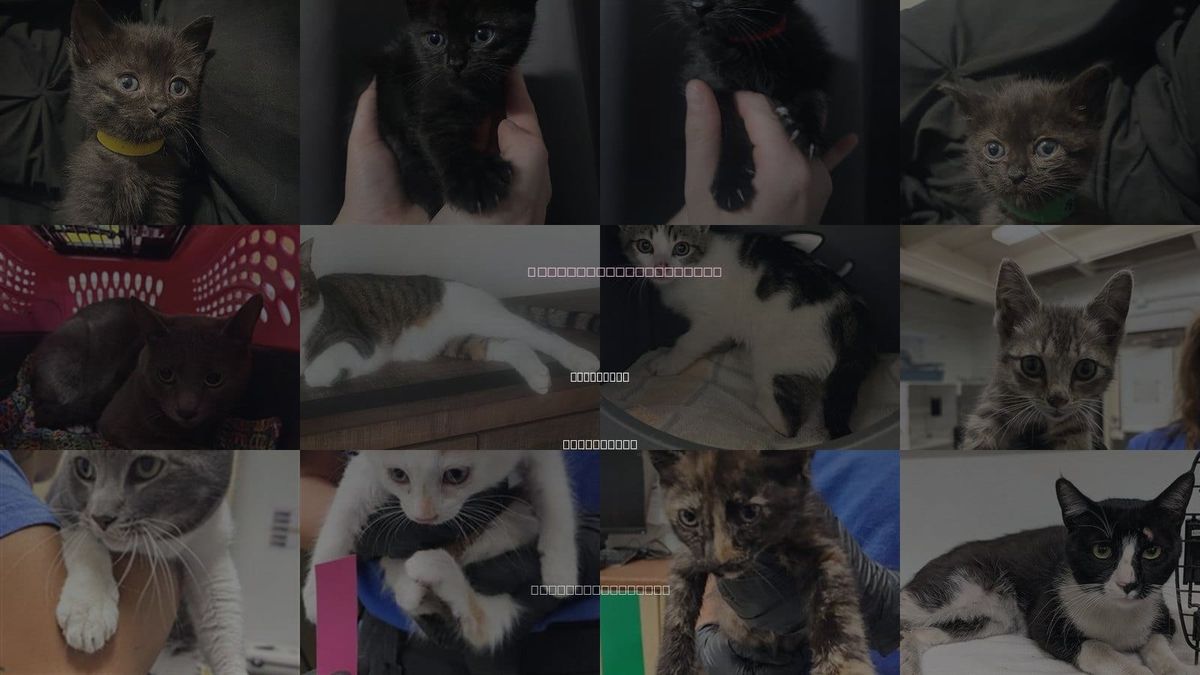 Cats for Adoption in Camarillo, California