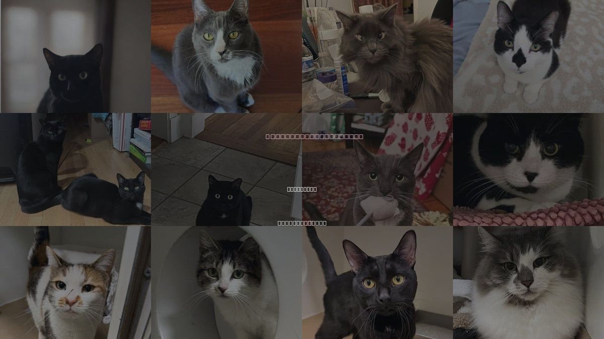Cats for Adoption in Cambridge, Massachusetts