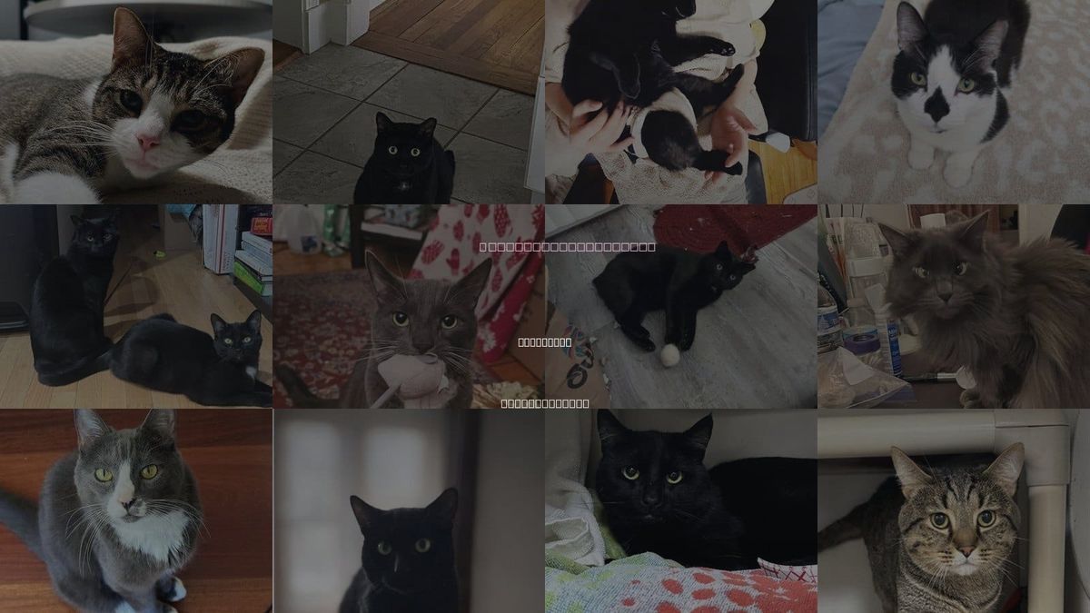 Cats for Adoption in Cambridge, Massachusetts