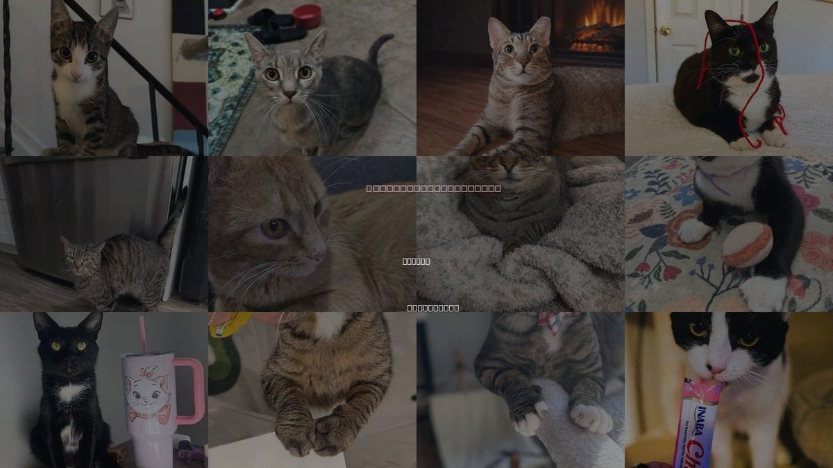 Cats for Adoption in Camden, New Jersey
