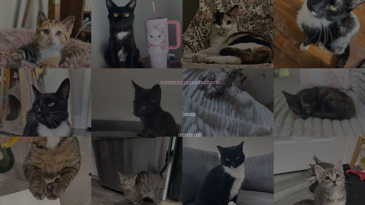 Cats for Adoption in Camden, New Jersey