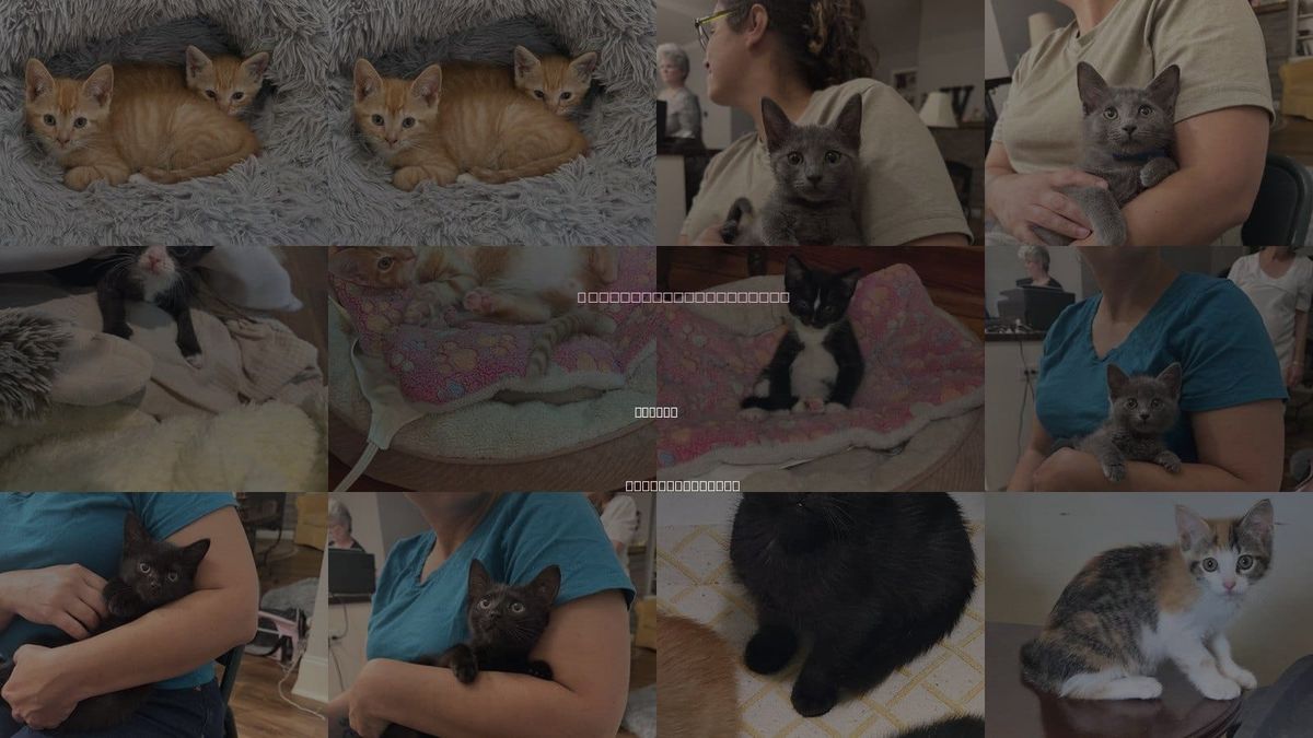 Cats for Adoption in Camden, South Carolina