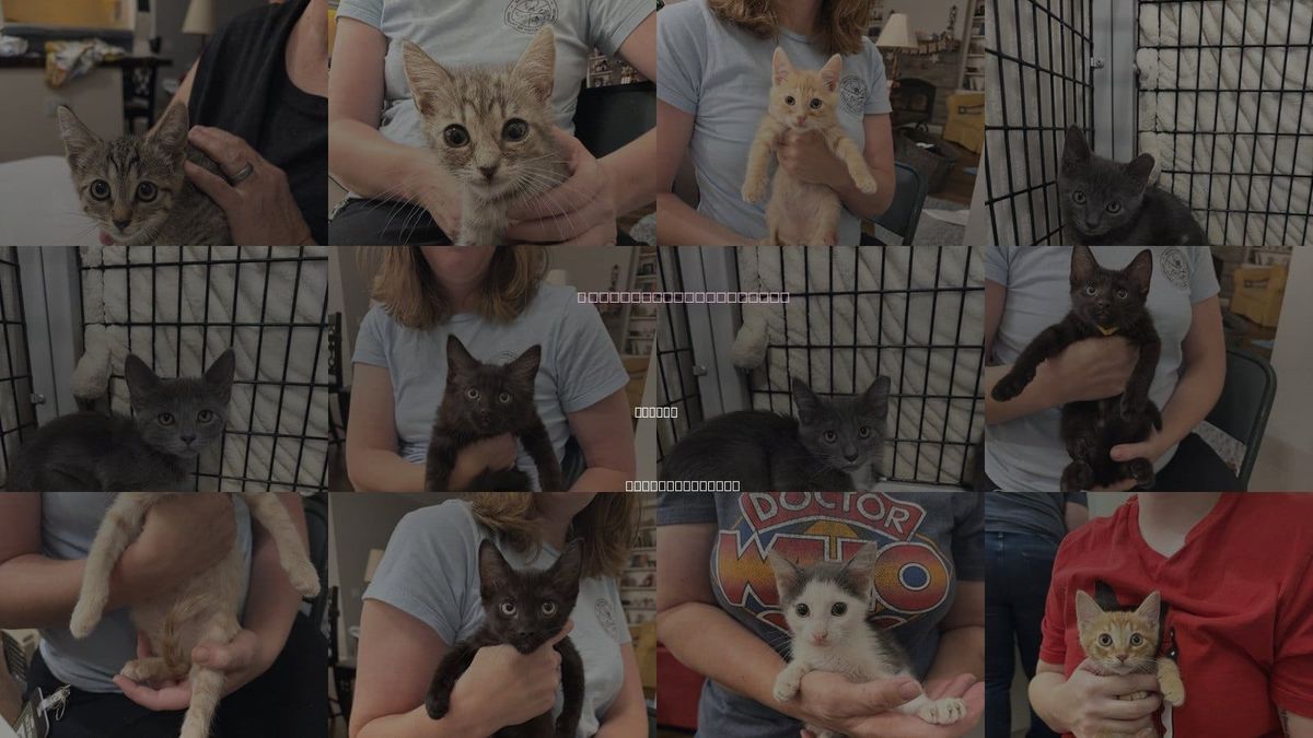 Cats for Adoption in Camden, South Carolina