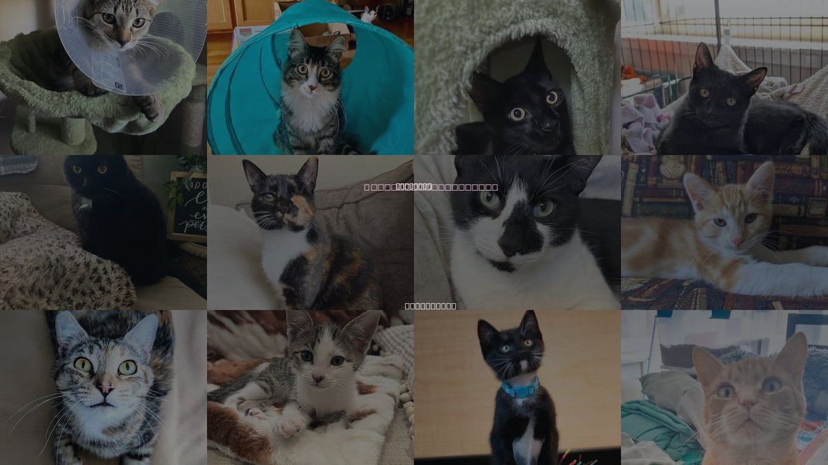 Cats for Adoption in Campbell, California