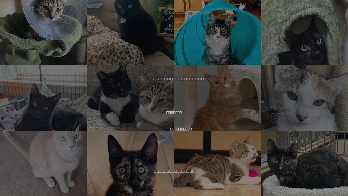 Cats for Adoption in Campbell, California