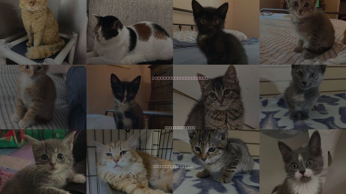 Cats for Adoption in Candler, North Carolina