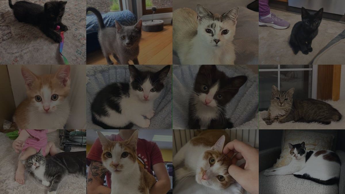 Cats for Adoption in Candler, North Carolina