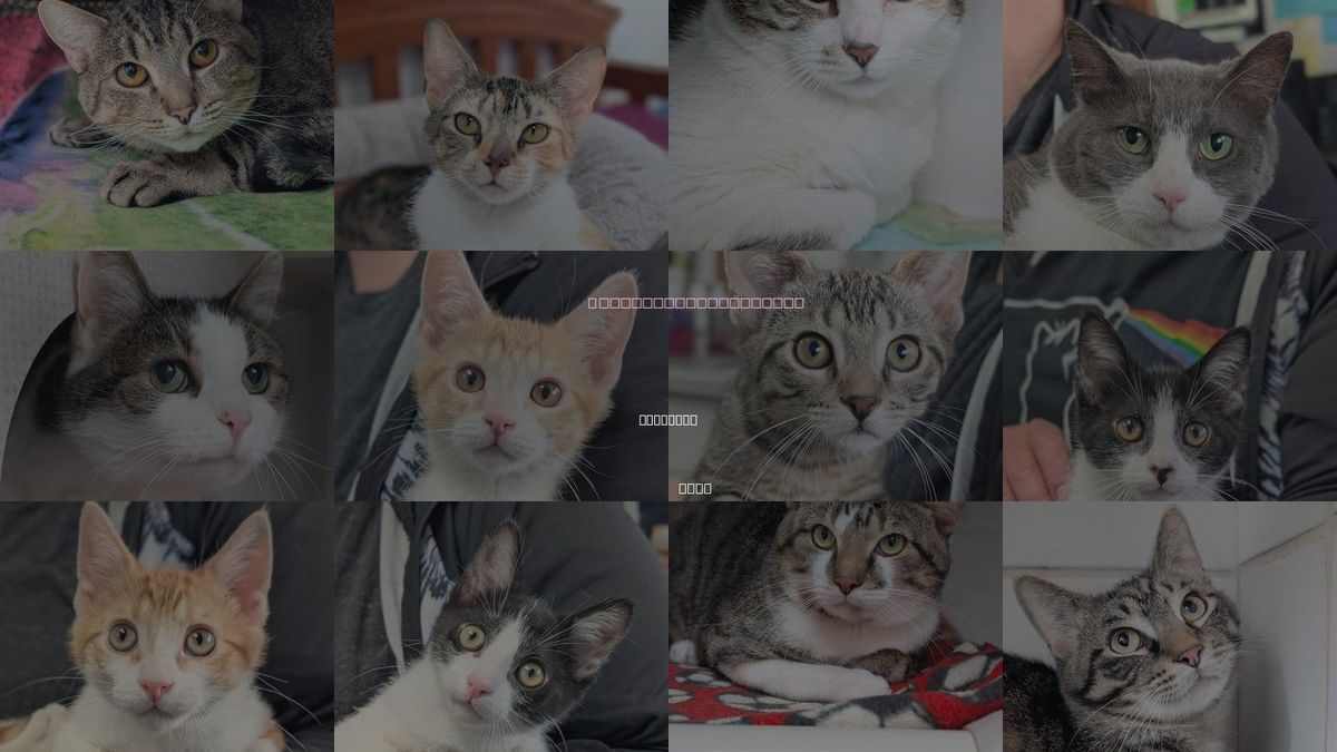 Cats for Adoption in Canfield, Ohio