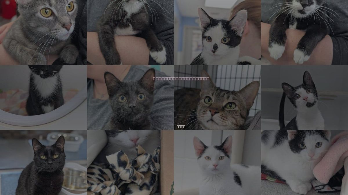 Cats for Adoption in Canfield, Ohio