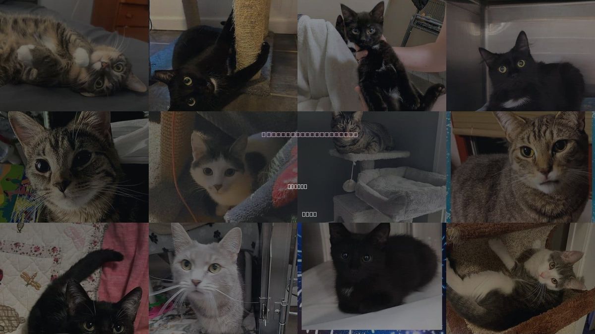 Cats for Adoption in Canton, Ohio