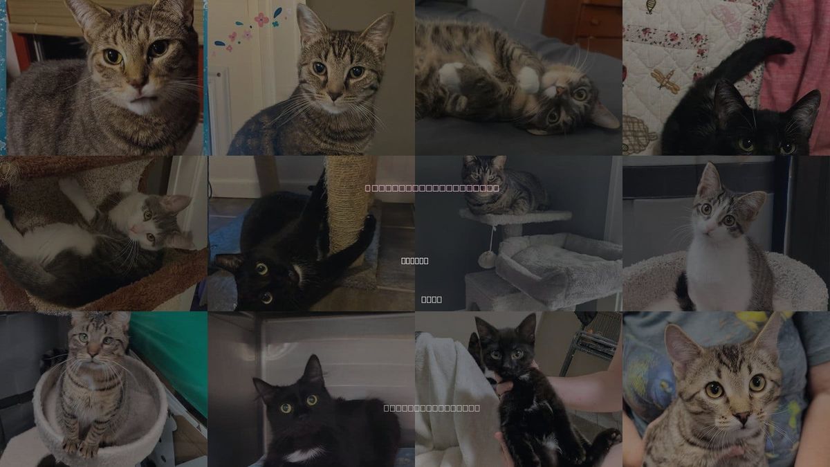 Cats for Adoption in Canton, Ohio